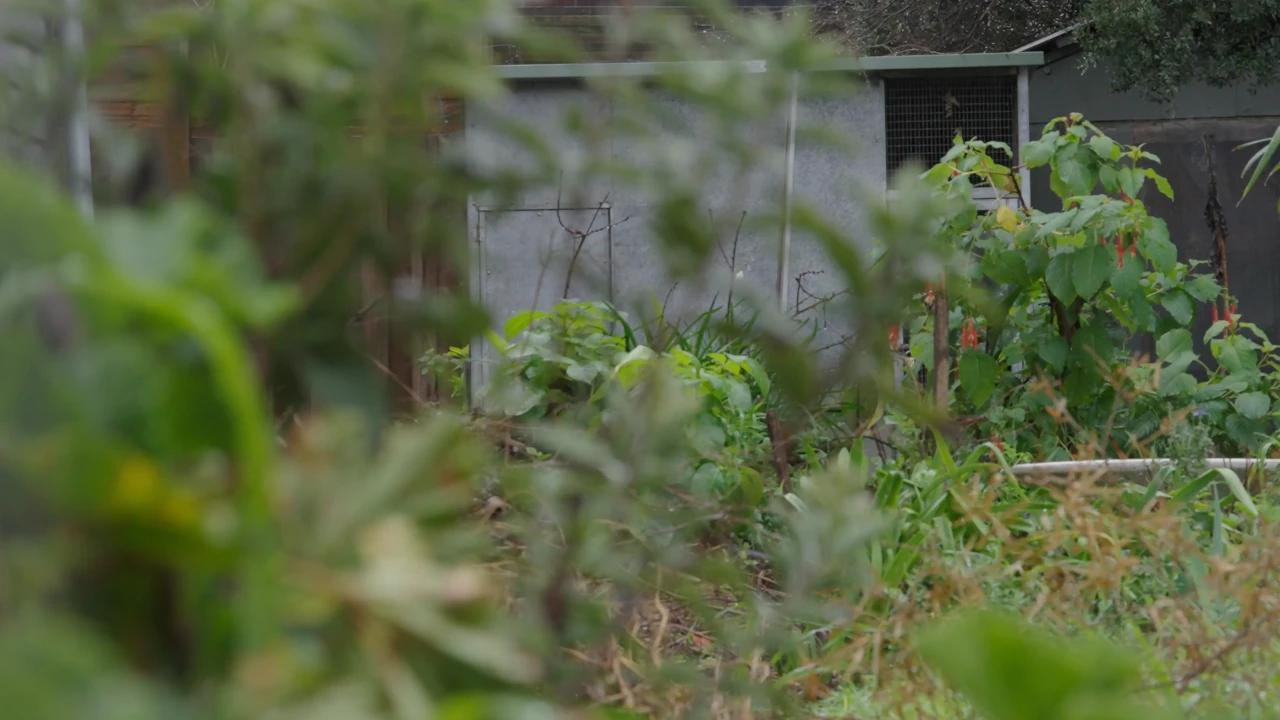 Protective fencing separating the thirty-year-old garden from the Moorabbin construction zone